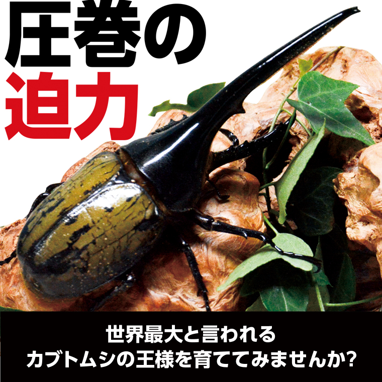 【C76001】ヘラクレスオオカブト（ヘラクレスヘラクレス）カブトムシ　成虫ペア　オス（120mm台）　メス（フリーサイズ）_イメージ2