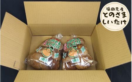 しいたけ とのさましいたけ 500g (250g×2袋) 福田農産 | 新潟県 五泉市 きのこ 椎茸 シイタケ