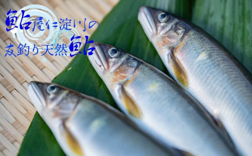 
            【14-28尾】有名料亭も絶賛！鮎屋仁淀川の仁淀ブルー友釣り天然鮎1000g
          