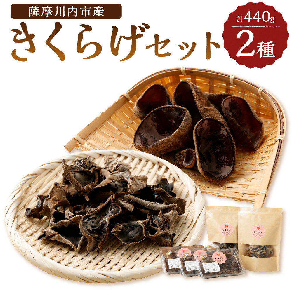【ふるさと納税】 薩摩川内市産のきくらげセット 生きくらげ 360g 乾燥きくらげ80g 2種 生きくらげ 乾燥きくらげ きくらげセット 国産菌床 国産 鹿児島県 薩摩川内市 送料無料