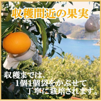 2026年3月出荷開始　極撰柑橘【雅】光センサー合格品・完熟「清見」3キロ【C39−56】【配送不可地域：離島】【1462396】