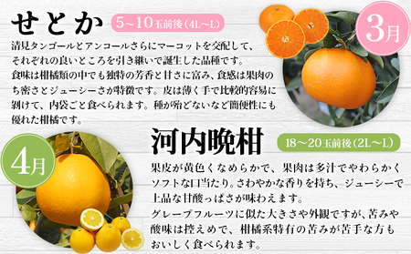 ＜2025年11月発送開始 えひめかんきつ定期便 全6回＞ 果物 フルーツ みかん ミカン 蜜柑 日の丸みかん 紅まどんな 伊予柑 いよかん デコポン せとか 河内晩柑 かわちばんかん 愛媛県観光物産