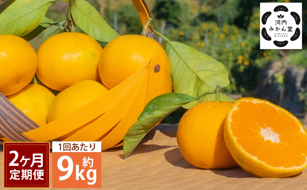 
                  【 2ヶ月定期便 】 【 訳アリ 】 「 河内みかん堂 」 のみかん 約9kg + 傷み補償付き 約5玉 （ 家庭用 ） みかん ミカン 河内みかん 柑橘系 柑橘類 柑橘 くだもの 果物 フルーツ 果実 果汁 果肉 国産 熊本県産 旬 【 2026年11月上旬発送開始 】
                