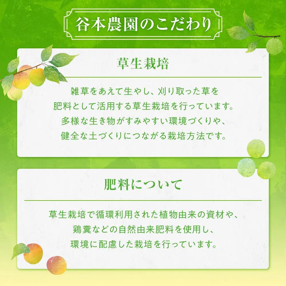 手もぎ 青梅 南高梅 5kg L～2Lサイズ 谷本農園