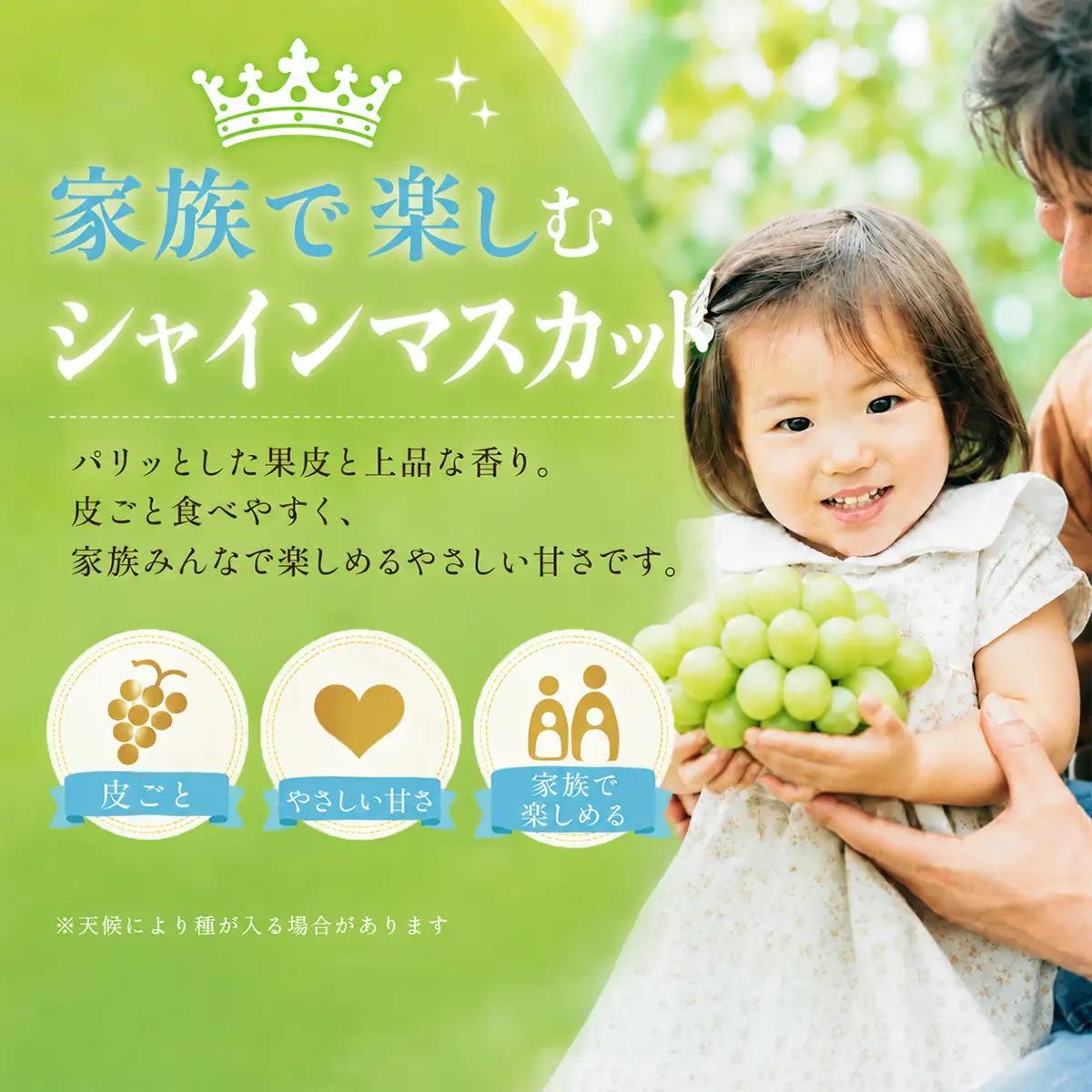 ぶどう 2026年 ［ご家庭用］ シャイン マスカット3～5房（合計2kg以上） ブドウ 葡萄 第1回全国ぶどう選手権入賞 岡山県産 フルーツ 果物 OEC KINGDOM ぶどう家 果物類