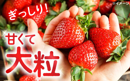 おおきみ いちご 2kg＜武藤農園＞CFV005 いちご いちご いちご いちご いちご 