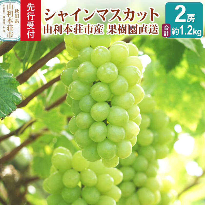 【ふるさと納税】《先行受付》シャインマスカット 2房（合計約1.2kg）秋田県産 齋弥果樹園 [ぶどう 葡萄 ブドウ シャインマスカット 果物 フルーツ スイーツ 先行予約 秋田県産]