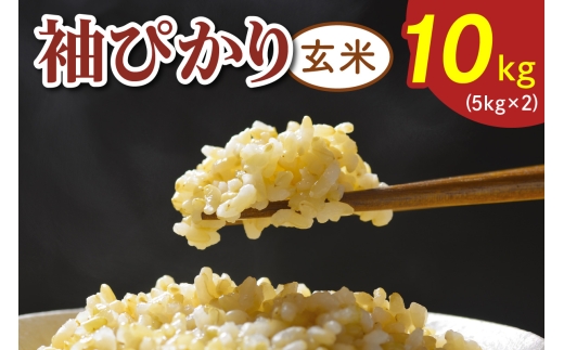 令和7年度産 袖ぴかり《玄米》10kg (5kg×2)｜米 おこめ こしひかり コシヒカリ 直送 推奨米 袖ケ浦 千葉 [0517]