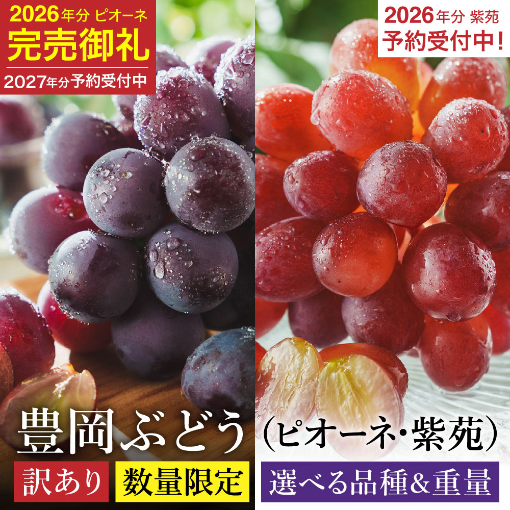 【ふるさと納税】【先行予約】数量限定 訳あり 豊岡ぶどう ピオーネ (2027年分）・ 紫苑 (2026年分) 選べる内容量 2・4・6・8パック / 1パック約300g ピオーネ 紫苑 ブドウ 葡萄 訳ありぶどう 大粒 強い甘み 爽やかな酸味 新鮮 果物 産地直送 くだもの フルーツ
