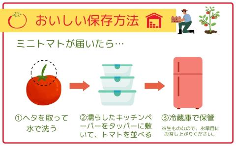 ミニトマト サンチェリー 3kg 7月発送 大容量 トマト プチトマト 新鮮 野菜 農家直送 3キロ おすすめ おいしい ギフト 贈答 プレゼント 福島県 田村市 田村 よしのや農園 N061-002