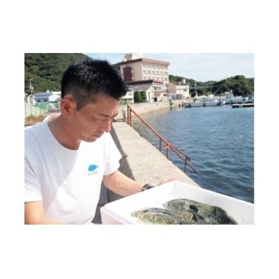 ふるさと納税 南あわじ市 【若男水産】淡路島産とらふぐ　満腹ふぐ鍋1キロ(約6〜7人前) |  | 02