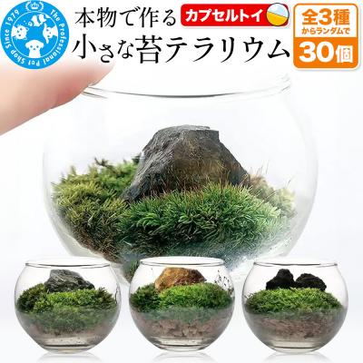 ふるさと納税 邑楽町 小さな苔テラリウム カプセルトイ 30個セット 株式会社チャーム|09_chm-dl3001
