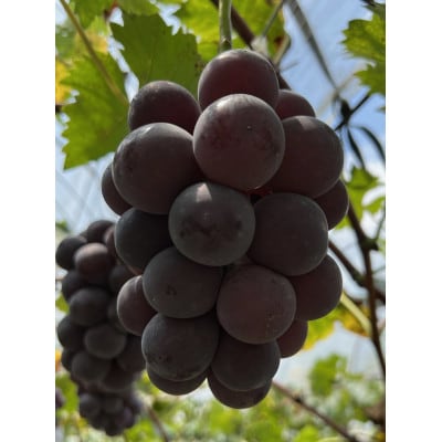 【先行予約 2025年発送】岡山県産　種なし完熟 ニューピオーネ　3房～5房(合計2kg)【配送不可地域：離島】