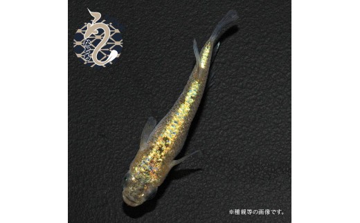 サンシャイン