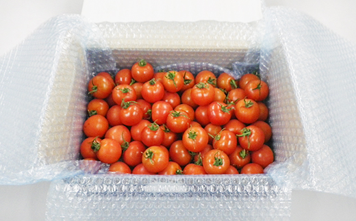 北海道興農社のあまえっこフルティカ 1.5kg 野菜ソムリエサミット金賞受賞 フルーツトマト 【配送不可地域：離島】