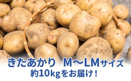 北海道 雪蔵 きたあかり  M～LM 約10kg 2025年2月中旬より順次お届け じゃがいも ジャガイモ 馬鈴薯 キタアカリ 北あかり 黄金男爵 芋 いも 雪蔵貯蔵 野菜 農作物 北海道産 丸田農園