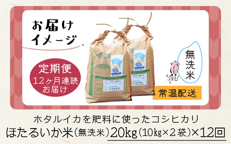 【訳あり】ほたるいか米（無洗米20kg）×12回 計240kg【12ヶ月定期便】【訳あり 米 コシヒカリ こしひかり ほたるいか ホタルイカ お米 ブランド米 富山 滑川】[O-021005]