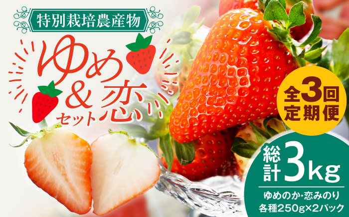 いちご【全3回定期便】【先行予約】ゆめのか・恋みのり いちご1kg（250g×4パック）【2027年2月以降順次発送】いちご 苺 イチゴ 果物 フルーツ いちご 甘い ichigo strawberry イチゴ 生いちご 長崎県 壱岐市 【蒼花】 [JEO003] お取り寄せいちご ゆめのか 甘い 赤い イチゴ 産地直送 こだわりいちご フレッシュ 定期便 くだもの 旬 新鮮 いちご