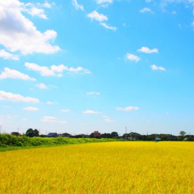 ふるさと納税 土浦市 【令和7年産】新米 茨城県産 あきたこまち 無洗米 合計5kg (5kg×1袋) 茨城の美味しいお米 |  | 03