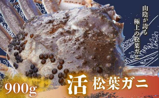 松葉ガニ 900g〈活〉マツバガニ 冬の旬。贅沢の極みをご家庭で 松葉カニ カニ 蟹 新鮮 旬 プレゼント 贈与 お祝い事 贈り物 年末年始 祝辞