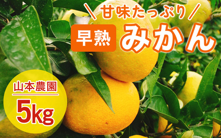 L-70 山本農園の早熟みかん ５ｋｇ　みかん ミカン 蜜柑 たらみかん 太良みかん 温州みかん 紅みかん 完熟みかん 甘熟 柑橘 国産 佐賀県産 太良町 こだわり 有機栽培 産地直送 贈答品 詰め合わせ 極甘 小玉