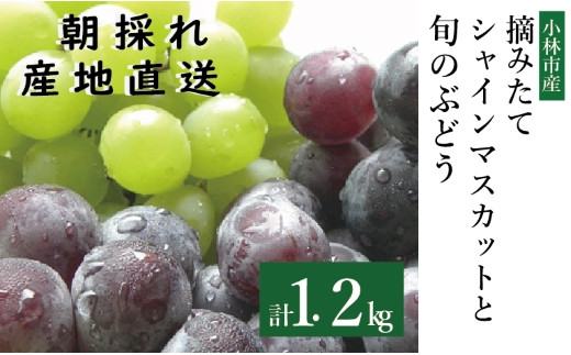 
                  摘みたてシャインマスカットと旬のぶどう 1.2㎏程度（国産 フルーツ 果物 くだもの ブドウ シャインマスカット 2026  贈答用 限定）
                