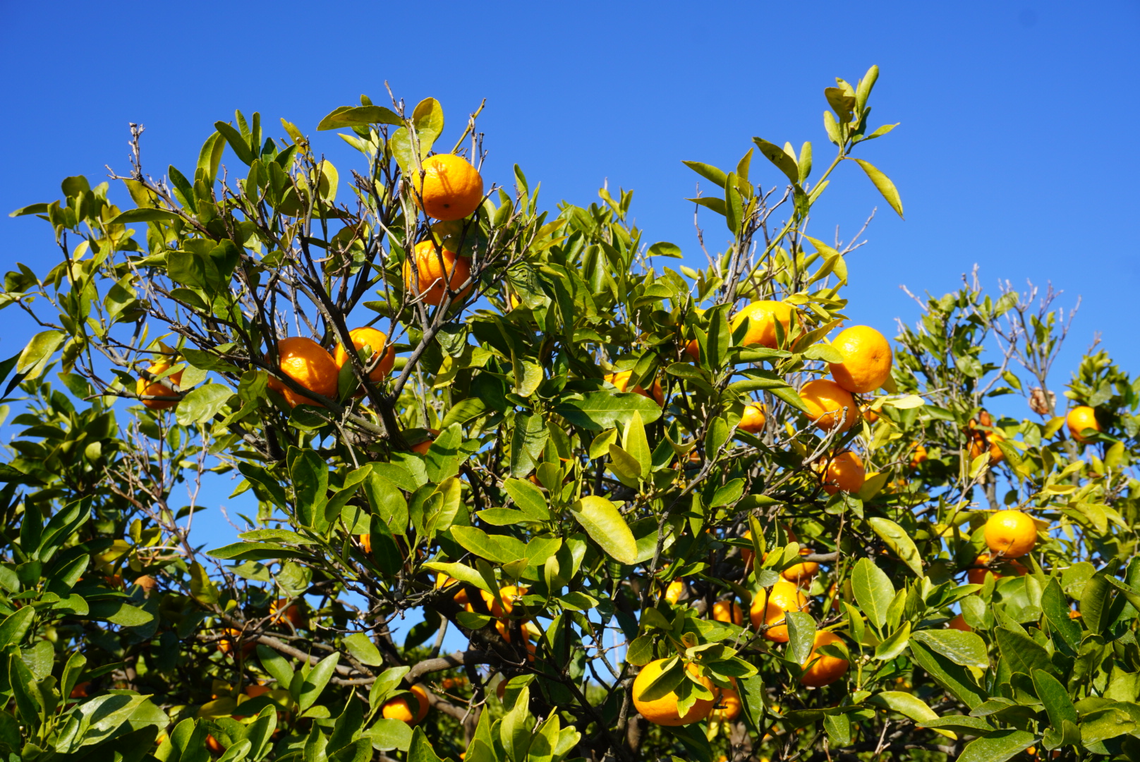 先行予約 ポンカン 約8kg（40個前後）ひでみかん 【2026年1月上旬から1月下旬発送予定】柑橘 果物 ぽんかん くだもの お取り寄せ 熊本県 宇城市