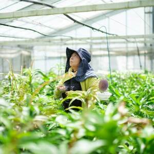 【2026年6月下旬から順次発送・訳あり】護佐丸マンゴー1.2kg(3～6玉)【配送不可地域：離島】【1676053】