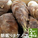 【ふるさと納税】朝掘りタケノコ 約2kg/約4kg 選べる内容量 たけのこ 筍 野菜 菊池市産 熊本県産 九州産 送料無料【2025年4月上旬～4月下旬に順次発送予定】