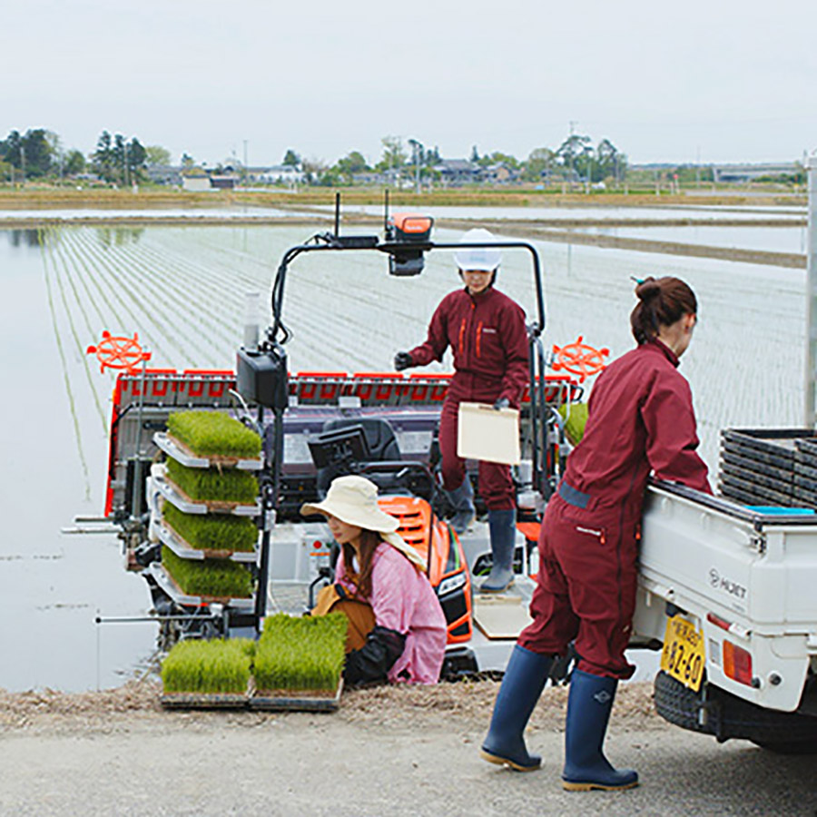柳都の舞　特別栽培米新潟県産コシヒカリ10kg定期便　3回
