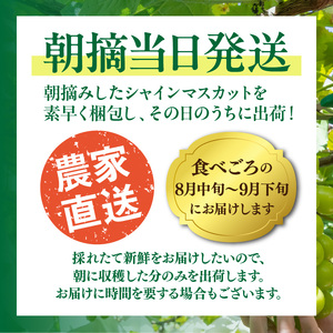 テレビで紹介されました！【先行予約】【令和8年発送】農家直送！ 新鮮！ 朝づみ シャインマスカット 1kg (2～3房) フルーツ 果物 贈答 大分県産 採れたて_2537R-1