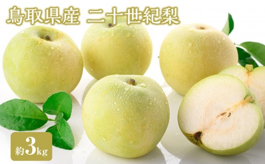 ＜数量限定＞＜2026年8月下旬以降順次発送予定＞鳥取県産二十世紀梨(約3kg) 【鳥取県 境港市】