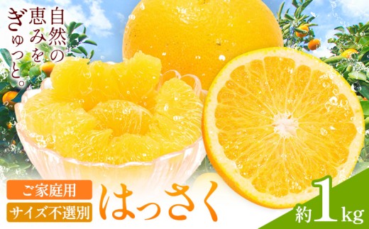 【ご家庭用】八朔 サイズ不選別 約1kg《2027年1月末-3月上旬出荷予定》和歌山県 日高町 柑橘 はっさく ハッサク 果物 フルーツ 訳あり