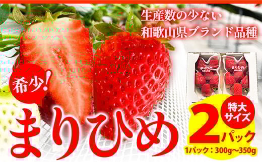 
            【先行予約】希少！まりひめ　特大サイズ　約300g～350g×2パック きよ農園《2026年2月末-3月末頃出荷》 いちご 苺 まりひめ フルーツ 果物 スイーツ 送料無料
          