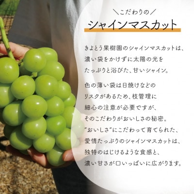 【食べ切りサイズ】 シャインマスカット 中2房/計1.0kg～ (岡山県産)【配送不可地域：離島・北海道・沖縄県】