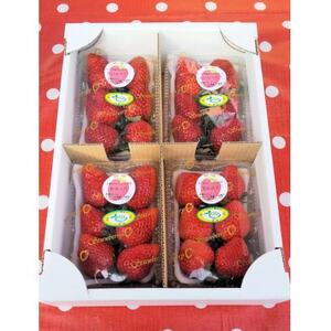 佐倉いちご4パックセット_果物・フルーツ いちご  イチゴ 苺_【配送不可地域：離島・北海道・沖縄県・東北・中国・四国・九州】【1353720】