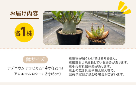 アデニウム アラビカム ＆ アロエ マルロシー 各1株 Adenium arabicum ＆ Aloe marlothii 長与町/アグリューム[EAI211] 
