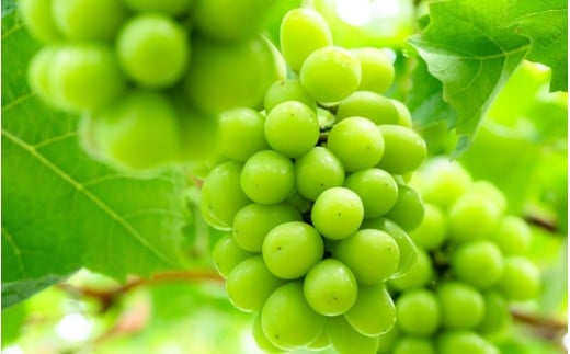 【ご家庭用】 しげちゃん農園の シャインマスカット「晴王」 1.4kg前後（2～3房入） 【2026年10月上旬～順次発送】 岡山県真庭市産 ぶどう シャインマスカット 訳あり フルーツ 【shifarm002-02】