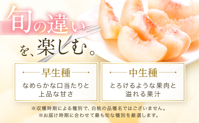 桃 2026年 先行予約 岡山 白桃 ロイヤル  約1kg 4～6玉 JAおかやまのもも（早生種・中生種） もも モモ 岡山県産 国産 フルーツ 果物 ギフト 