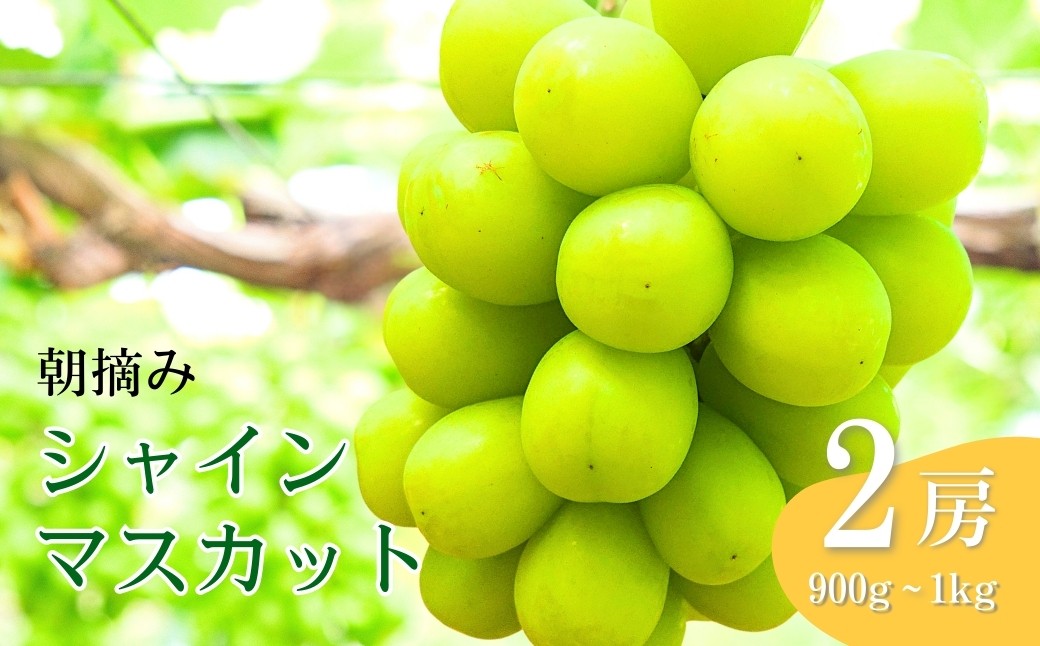 
            【2026年先行予約】シャインマスカット 朝摘み 約900g ~ 1kg（2房） 葡萄 ブドウ 白ぶどう 朝採り 種無し 種なし 皮ごと 千曲市 長野県 信州
          