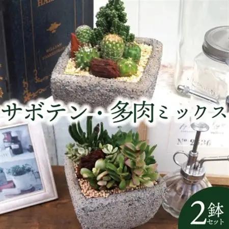 多肉植物ミックスセメントポット仕立て サボテンミックスセメントポット仕立て 2個セット(各1個ずつ)【配送不可地域：離島・沖縄県】【1697833】