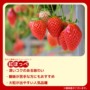いちご 紅ほっぺ 4パック ( 280g × 4 ) 苺 いちご いちご イチゴ