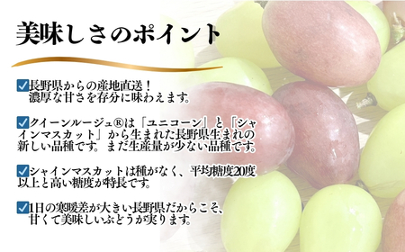 【2026年先行予約】シャインマスカット ＆ クイーンルージュ® 詰め合わせ セット  計約1kg（2~3房）※最低900g以上｜ ぶどう ぶどう