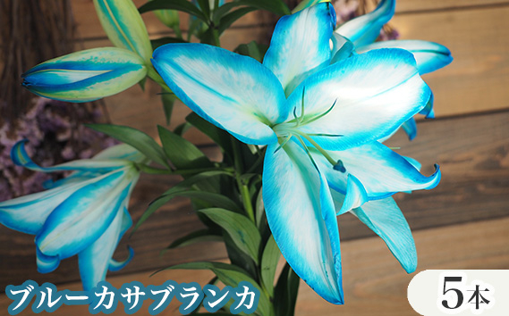 
No.259 ブルーカサブランカ　5本セット ／ 青い百合 切り花 人気 珍しい 広島県 特産品
