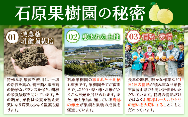 【2026年先行予約】梨 横綱梨 2玉(1～1.5㎏玉） 特選箱 石原果樹園 《2026年11月中旬-12月下旬頃より発送予定》 フルーツ ---124_3187_11b12c_25_28500_2t