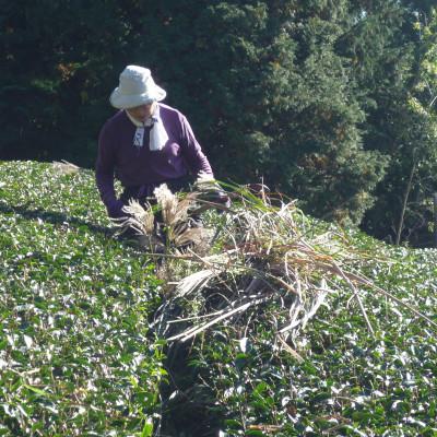 ふるさと納税 藤枝市 世界農業遺産 茶草場農法茶 1kg 訳あり 静岡県産 深蒸し煎茶 岡部茶 |  | 03