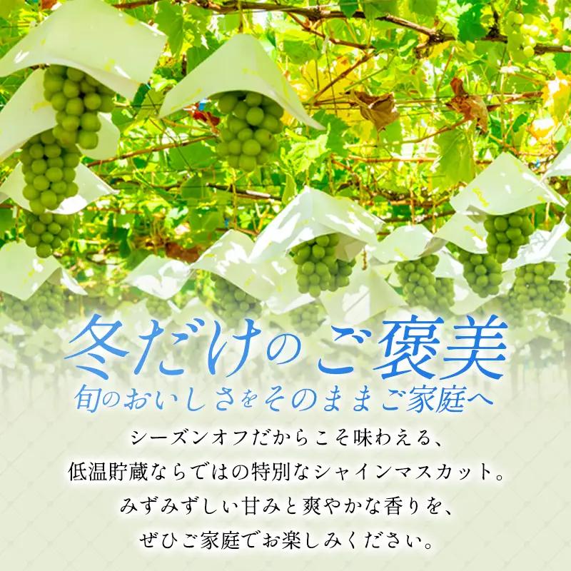 C-1180 冬季シャインマスカット 2kg