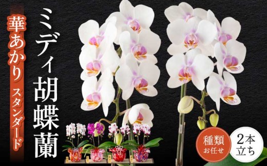 胡蝶蘭 花 ミディ胡蝶蘭 華あかり スタンダード 2本立ち 蘭 ラン 洋蘭 ミディサイズ 観賞用 贈答用 鉢植え 風呂敷 和モダン インテリア 植物 コチョウラン 母の日 敬老の日 産地直送