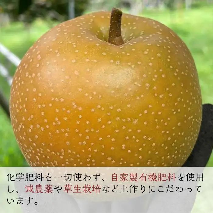 【定期便 全3回／2027年8～10月発送】＜旬の梨おまかせ5kg・6-14玉＞×3回（自家製有機肥料・減農薬・化学肥料無使用）