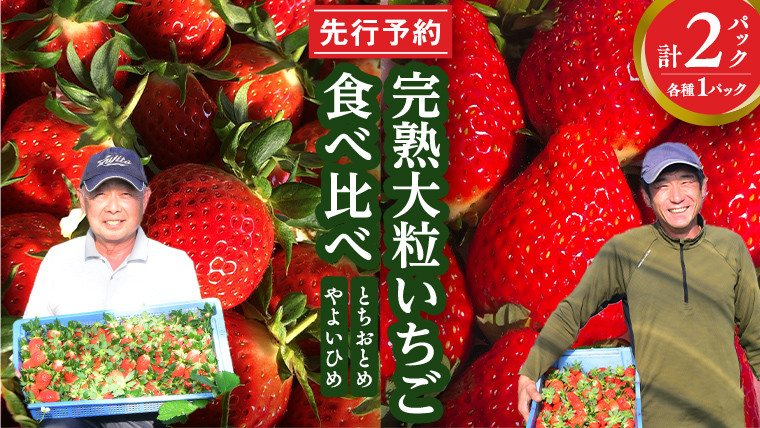 
            完熟 やよいひめ ・ とちおとめ 食べ比べ 2パック 先行予約 大粒 イチゴ 苺 いちご フルーツ 果物 [AF060ci]
          